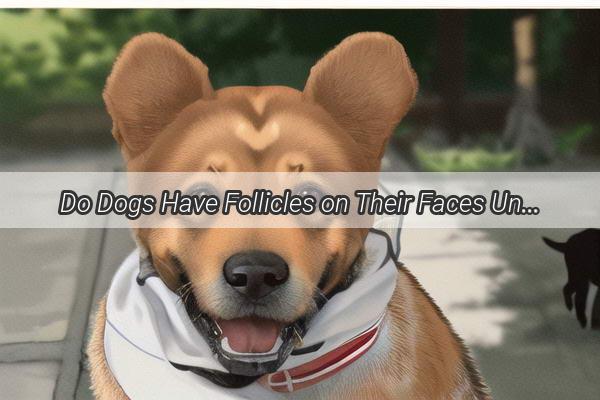 Do Dogs Have Follicles on Their Faces Unveiling the Secret of Furry Paws